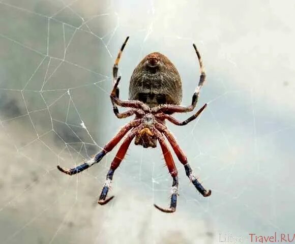 Таиландские пауки. Паук Garden Orb. Тайский паук. Новорожденный паук.