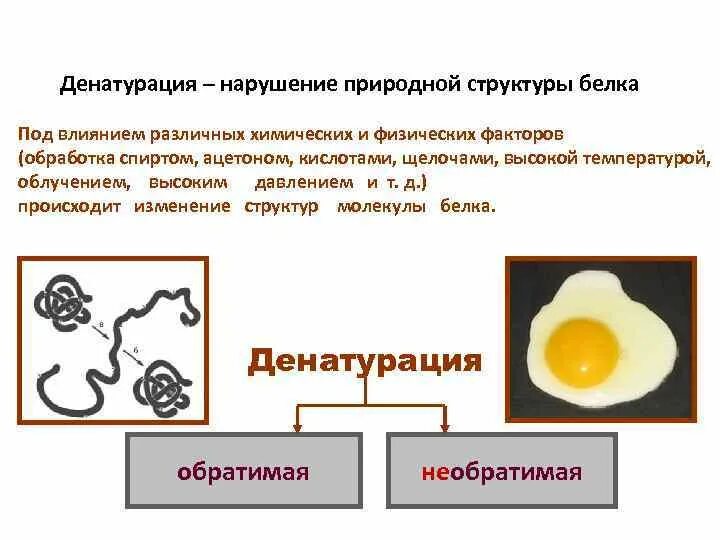 Процессы денатурации белков. Формула денатурации белка при нагревании. Реакция термическая денатурация белка. Тепловая денатурация белков. Денатурация белком хим формула.