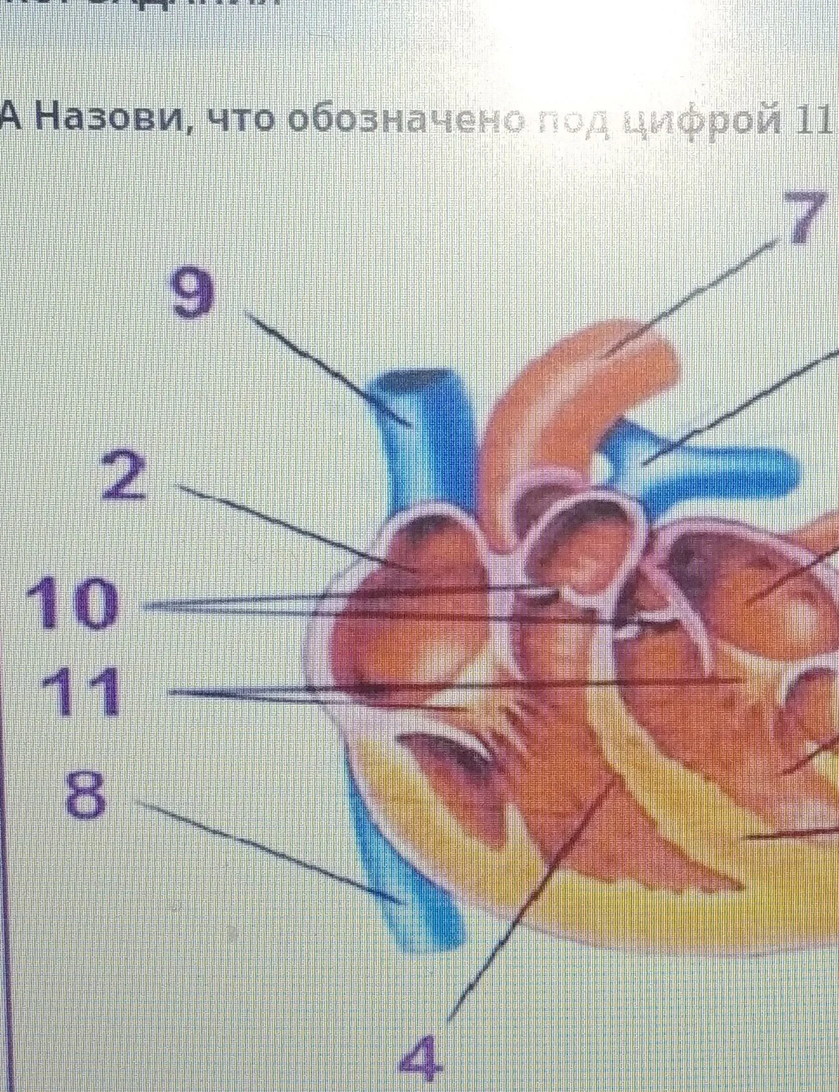 Проекция клапанов сердца на грудную клетку схема. Фасции шеи топографическая анатомия. Большой и малый круг кровообращения схема. Почечная вена анатомия. Что расположено под цифрами.
