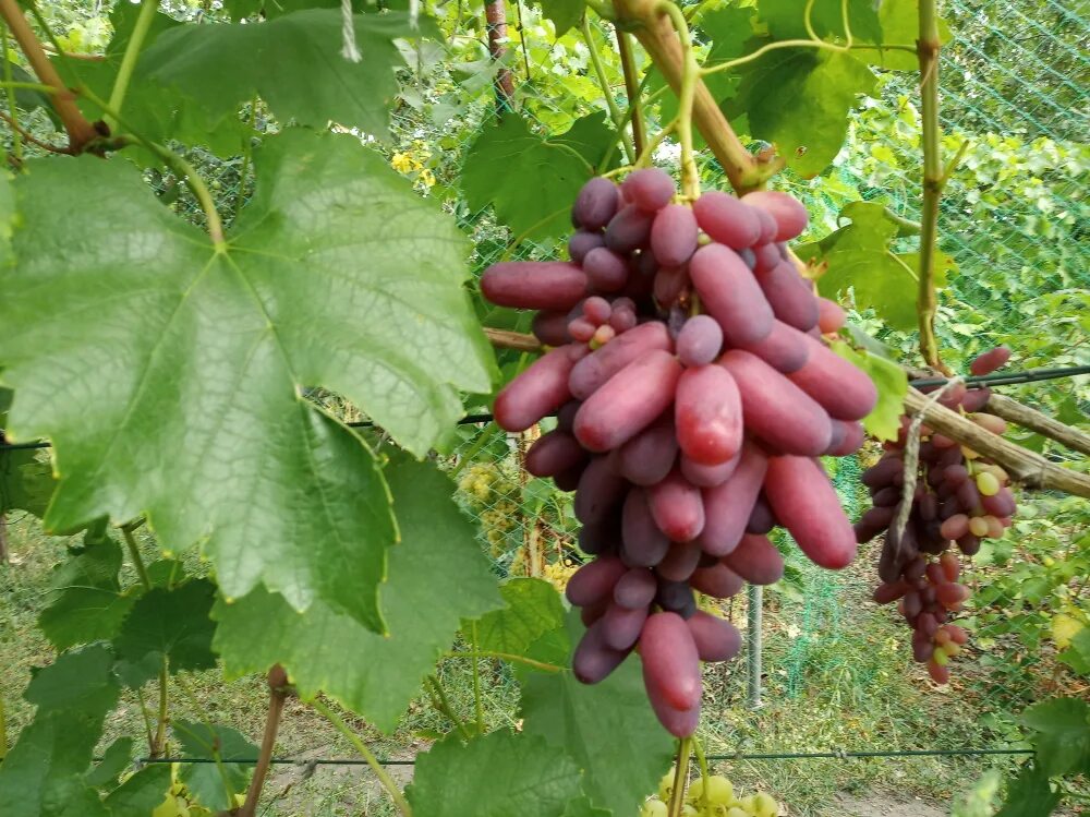 Виноград алиса описание сорта фото отзывы