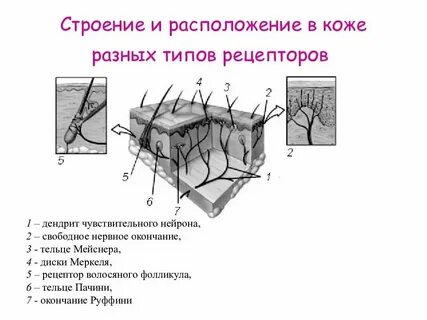 Типы строения органа