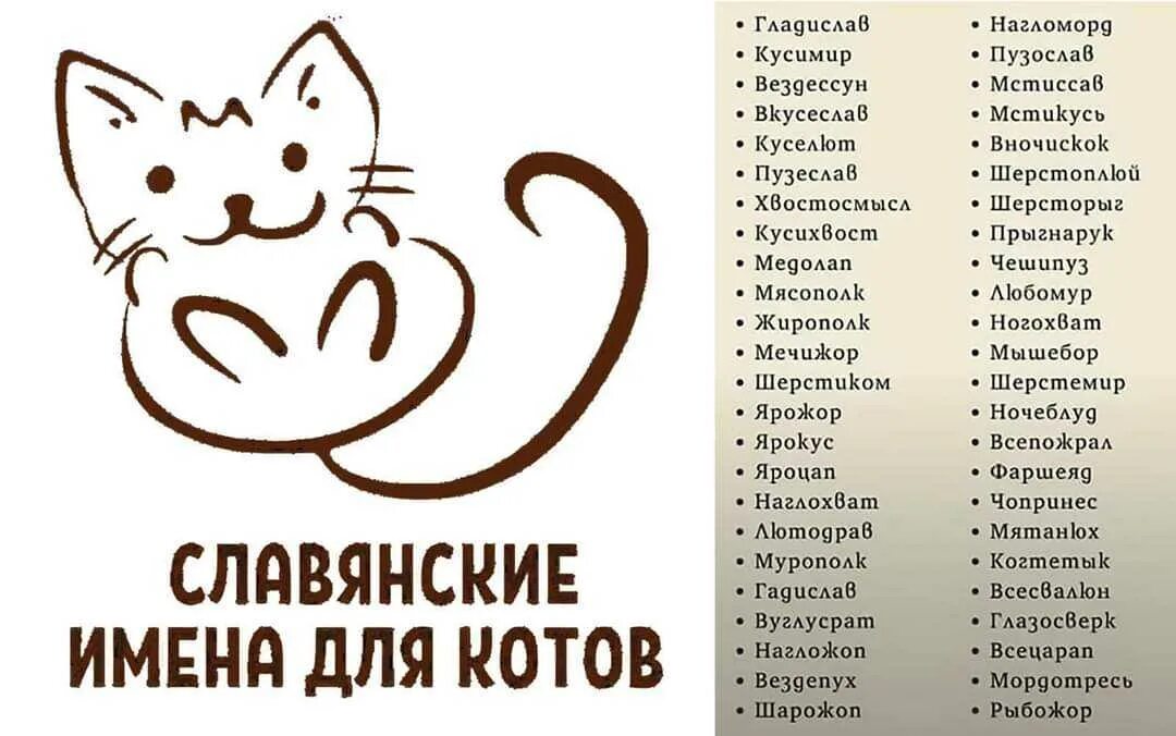 Клички для котов. Имена для кошек. Название кличек котов. Имена клички для котов.