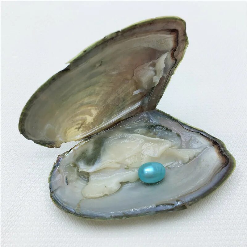 Жемчужница миддендорфа. Жемчужница обыкновенная. Жемчужина в мидии речной. Устрицы жемчужницы. Жемчуг в перловице обыкновенной.