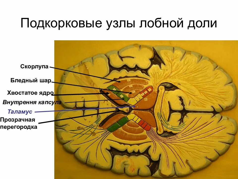 Подкорковые узлы больших полушарий. Подкорковые образования головного мозга. Анатомия подкорковых структур головного мозга. Подкорковые ядра серого вещества.