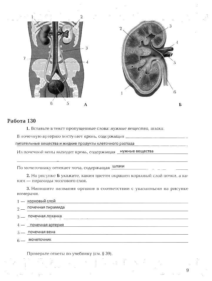 Практическая работа по биологии 8 класс драгомилов. Гдз по биологии 8 класс §2 таблица. Лабораторная работа 2 по биологии 8 класс драгомилов. Биология маш 9 класс рабочая тетрадь. Лабораторная работа по биологии 8 класс.