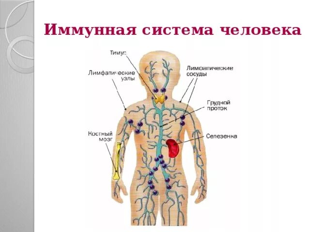 Схема строения иммунной системы. Органы иммунной системы организма человека схема. Иммунная системаловека. Имуннаясистема человека.