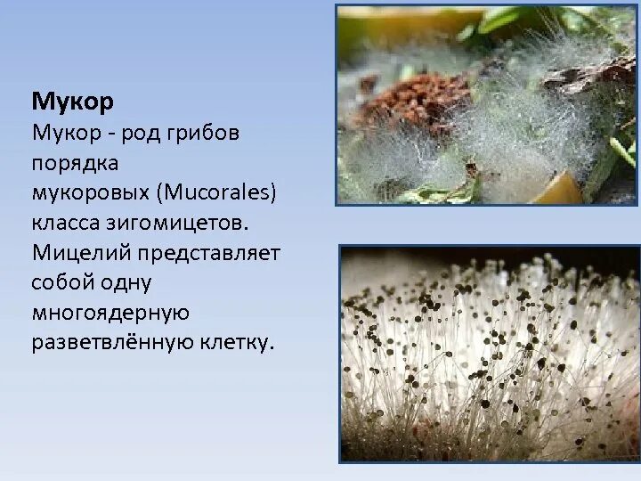 Признаки грибов мукор. Грибы рода Mucor. Мукор класс грибов. Род Mucor мицелий. Мукор микроскопирование.