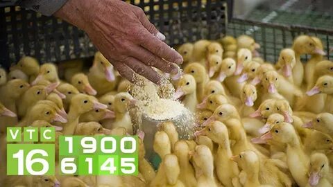 Комбикорм утятам