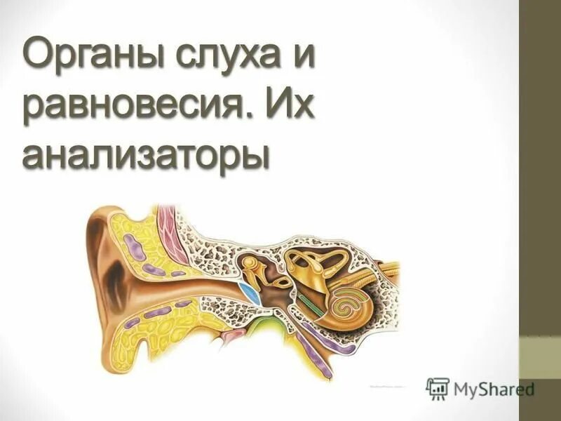 Орган слуха и равновесия. Орган слуха. Анализаторы слуха и равновесия. Органы слуха и равновесия их анализаторы.