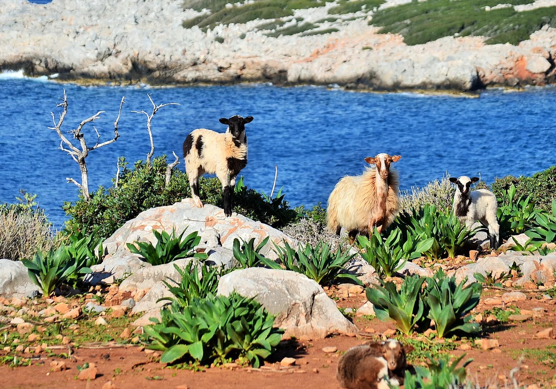 природные условия крита. остров крит греция климат. река на острове крит. греция, остров крит "plakias resorts". природные условия крита.