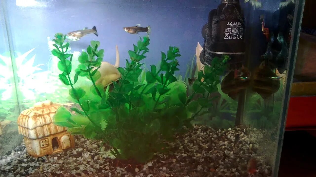 Выключают ли компрессор в аквариуме на ночь. Рыбы с подсветкой. Рыба в аквариуме с фильтром и термометром. Можно выключать фильтр на ночь рыбкам. Запах из аквариума у рыб.