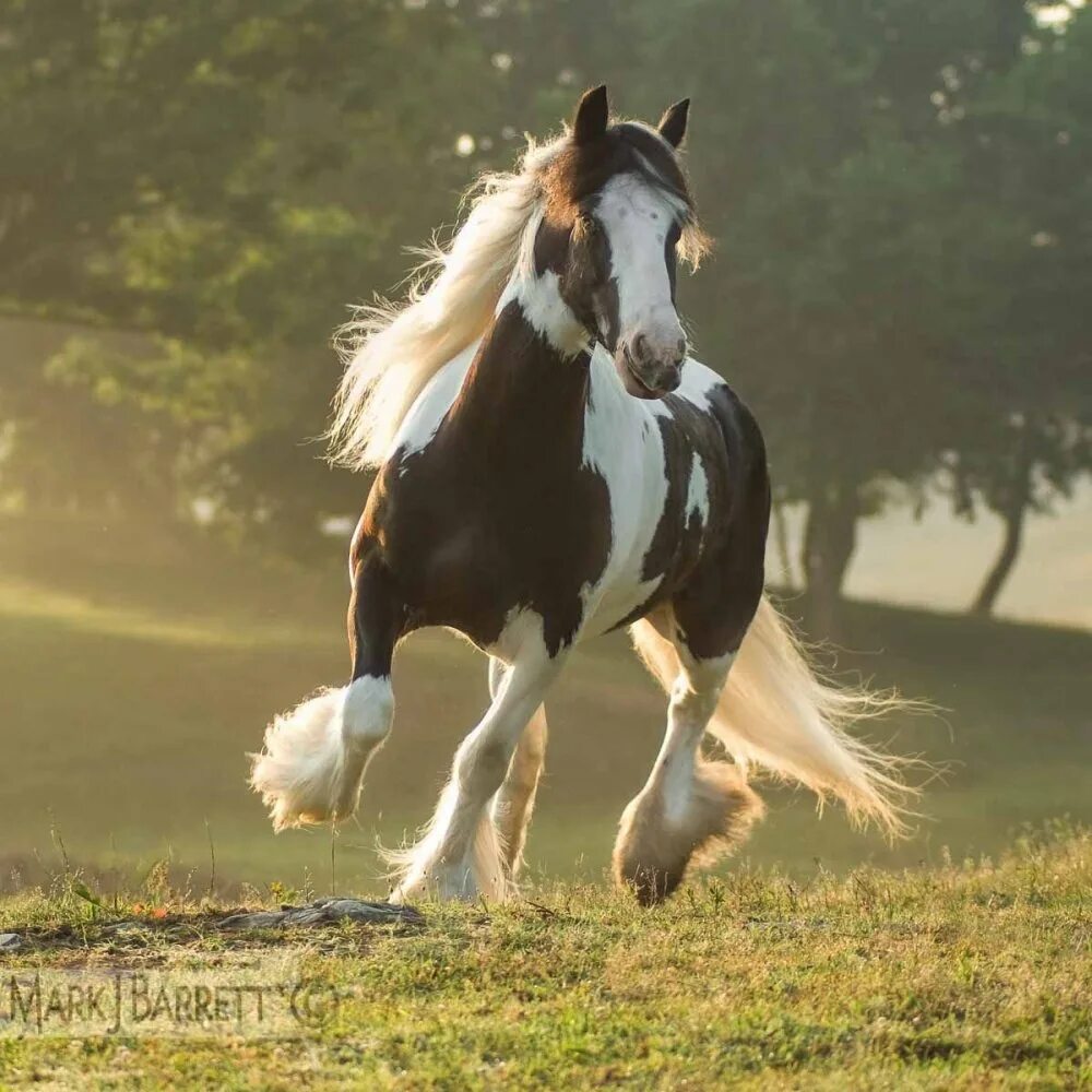 Лошадь тяжеловоз красивые. Gypsy vanner лошадь. пинто хорс. буланая пинто лошадь. пинто лошадь эстетика.
