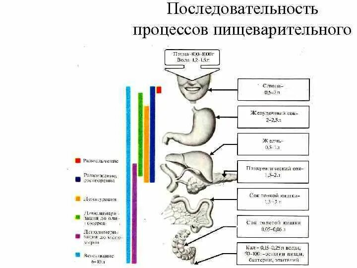 Этапы процесса пищеварения. Последовательность пищеварительных процессов. Последовательность процессов пищеварения у человека. Схема процесса пищеварения человека. Этапов процесса пищеварения в организме человека