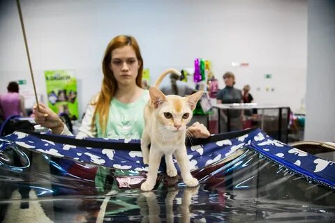 Выставка животных бийск созвездие