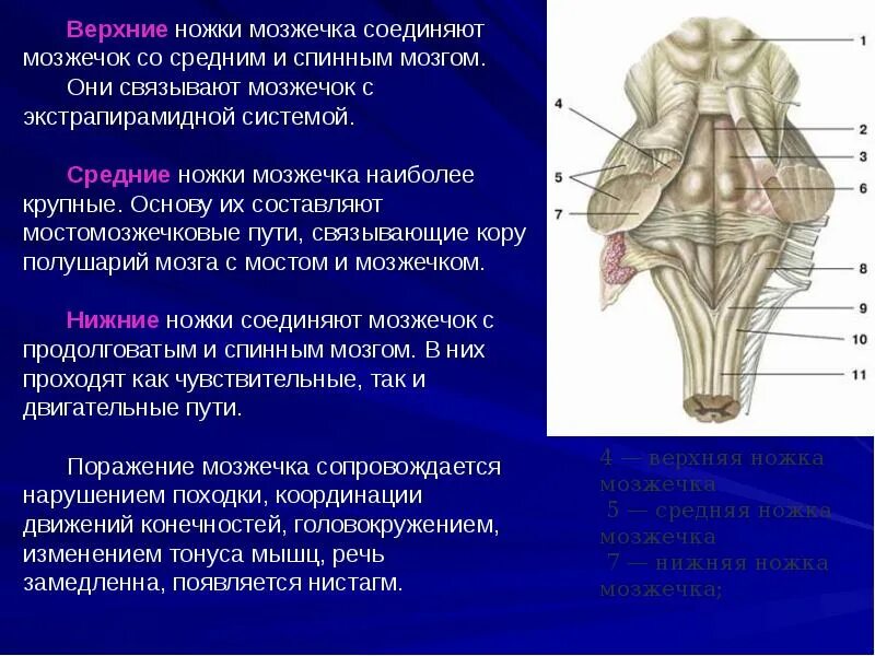 Четверохолмие анатомия. Средние мозжечковые ножки соединяют мозжечок с. Нижние ножки мозга. Ножки мозжечка анатомия. Вентральная покрышка среднего мозга.