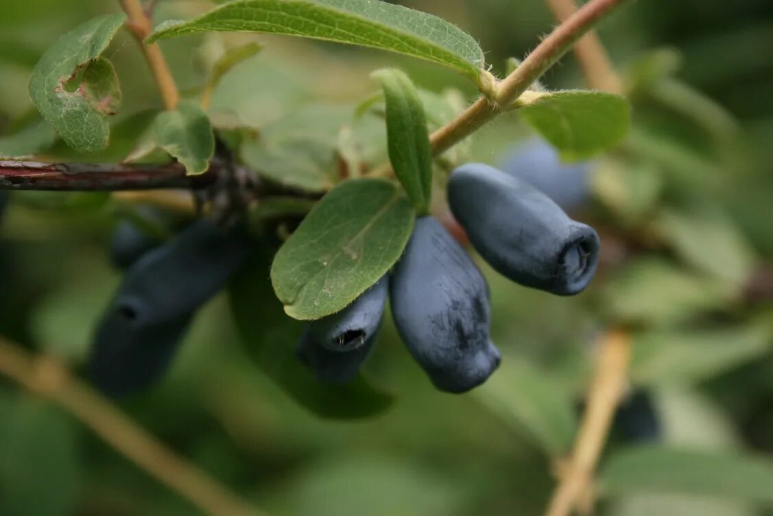 жимолость обыкновенная. веточка жимолости. жимолость съедобная югана. ветки жимолости. ветки жимолости.