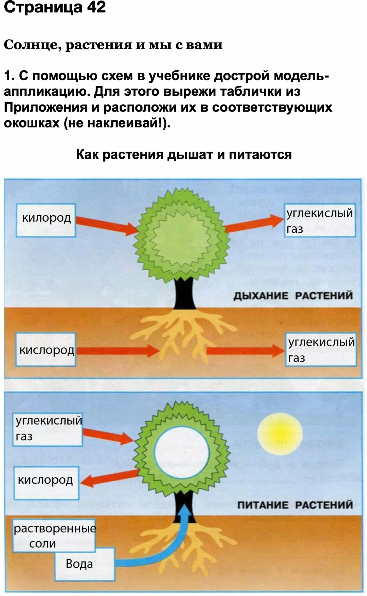 Процесс питания и дыхания растений. Солнце растения и мы с вами 3 класс окружающий мир Плешаков. Питание растений схема 3 класс. Как растения дышат и питаются. Питание и дыхание растений.