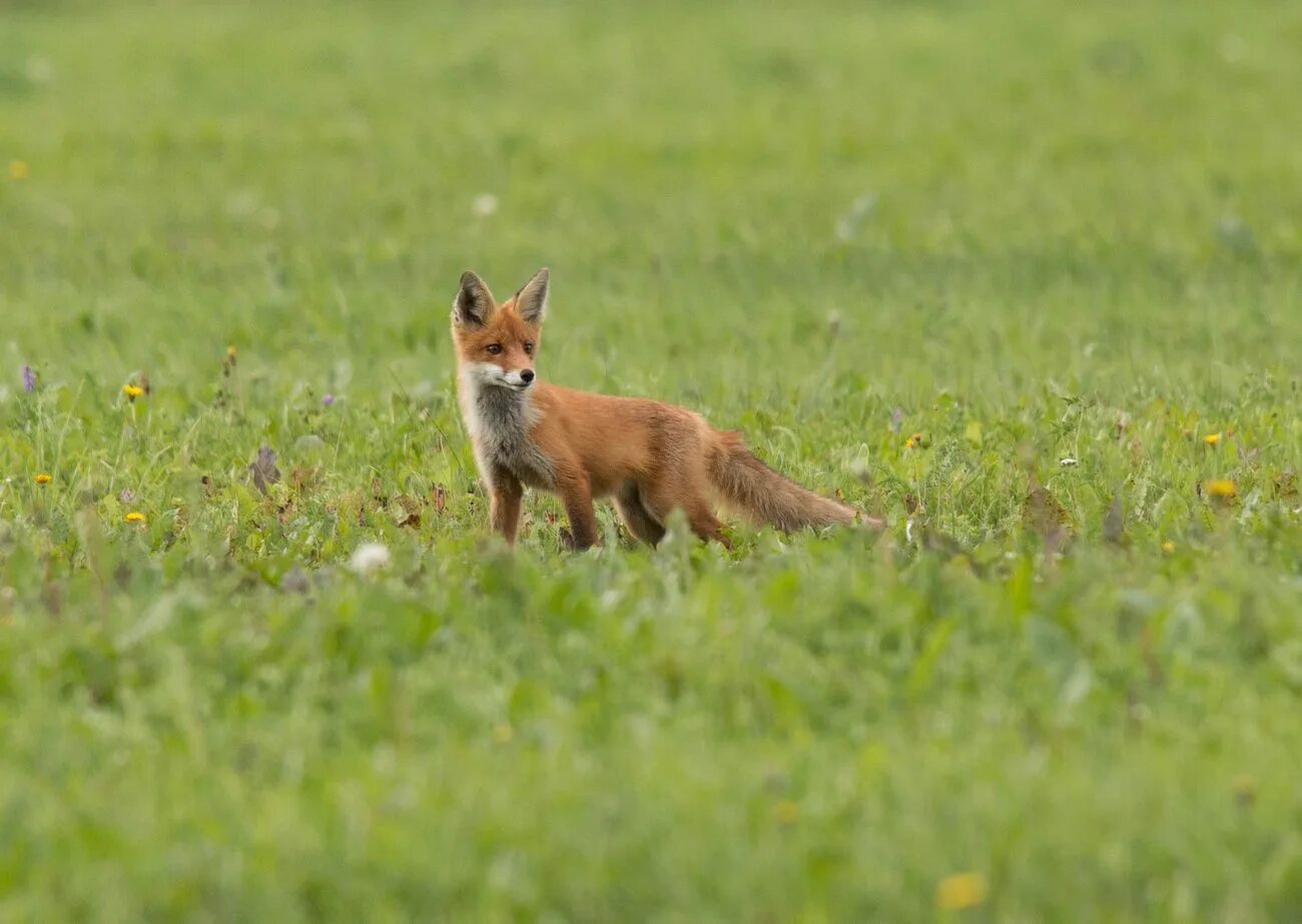 Лиса полевка. Пушистая лисичка. Лиса полевка. Полевая лиса. Лиса летом.