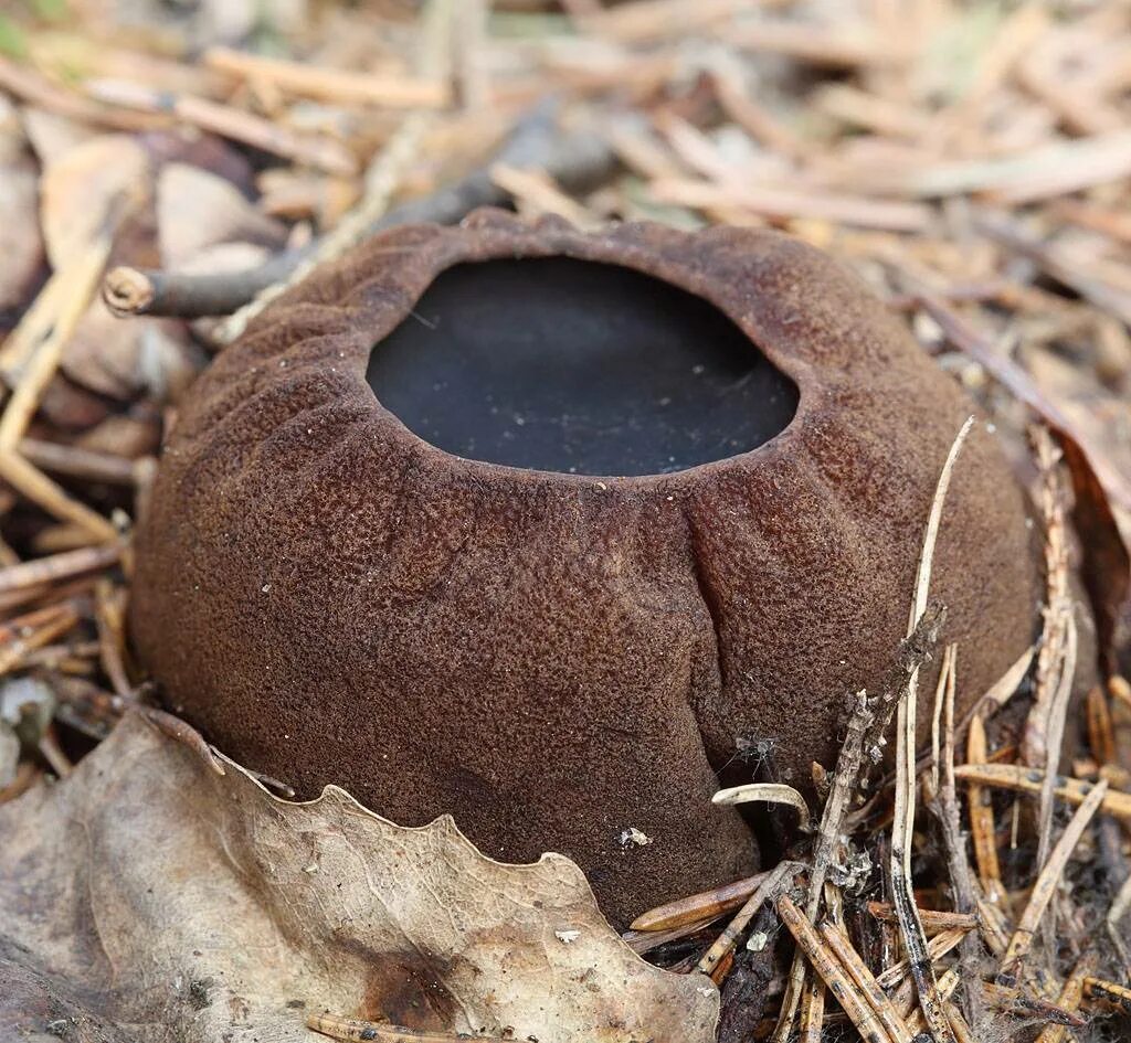 Молодильный гриб саркосома. Саркосома шаровидная Sarcosoma globosum. Молодильный гриб Саркосома шаровидная. Молодильные грибы Саркосома. Гриб Ведьмин котелок Саркосома.