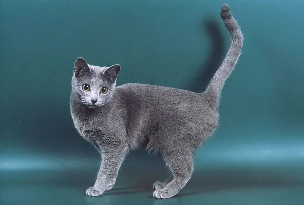 Коты, которые стали богатыми и знаменитыми благодаря Интернету Russian blue, Rus