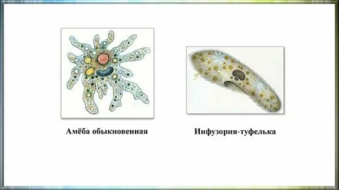 Органы выделения у одноклеточных