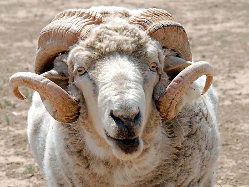 что такое баран. что такое баран. бараны меринос рогатый. баран северцова. муфлон винторогий.