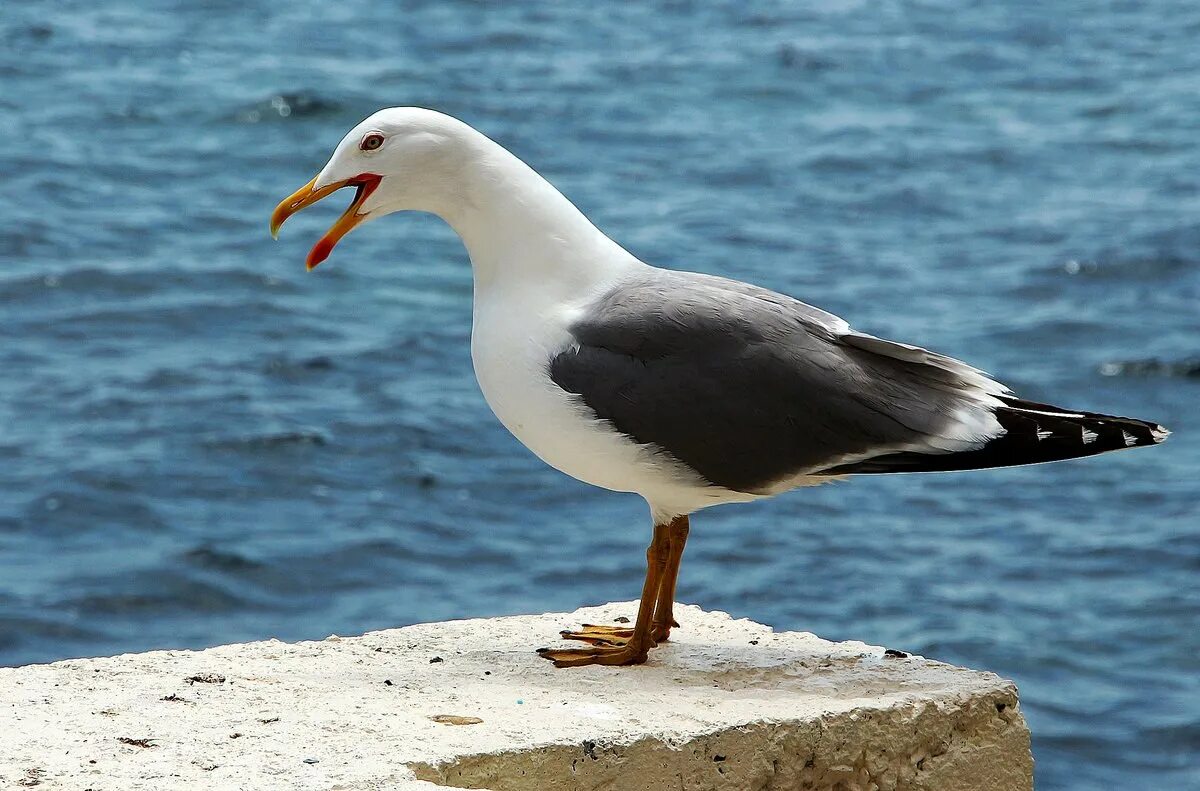 Чайка Черноморская пятнистая. Морская Чайка Larus Marinus. Калифорнийская Чайка. Морская Чайка Баклан.