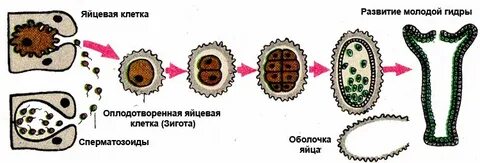 Яйцеклетка половое размножение