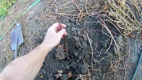 Пересадка винограда осенью на другое место