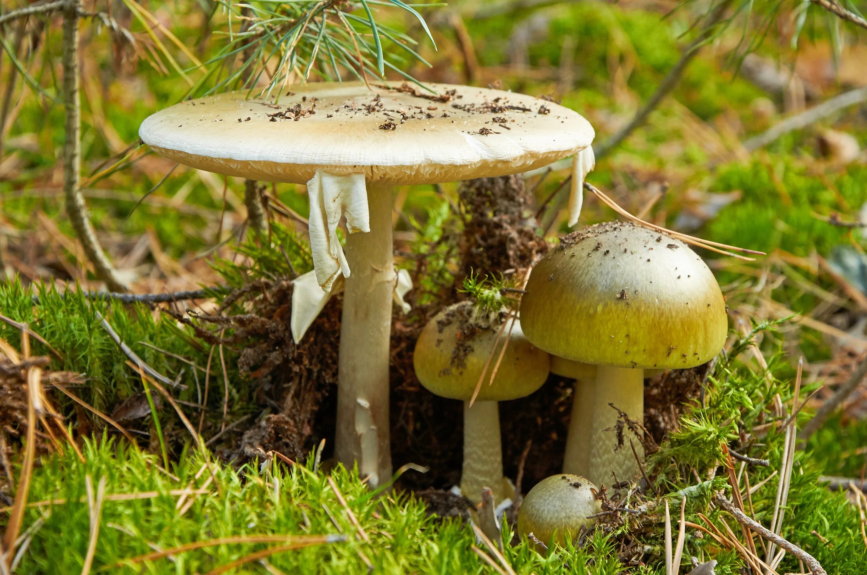 Поганка гриб можно есть. Мухомор и бледная поганка. Бледная поганка гриб. Бледная поганка (Amanita phalloides). Бледная поганка (мухомор зеленый).