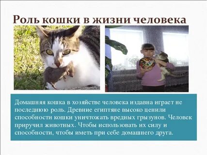 Почему полезны кошки
