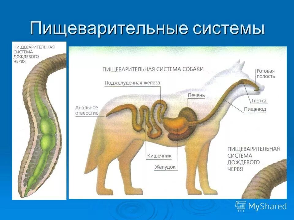 Пищевод млекопитающих. Органы пищеварительной системы животных. Пищеварительная система животных 6 класс. Эволюция пищеварительной системы системы животных. Схема пищеварительной системы животных.