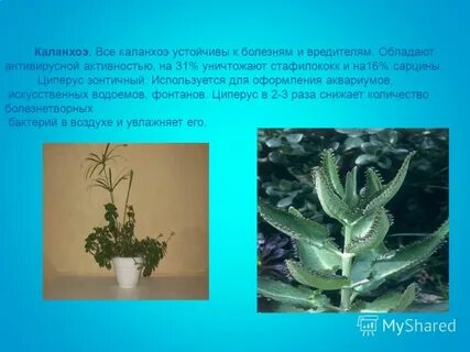Приспособление каланхоэ