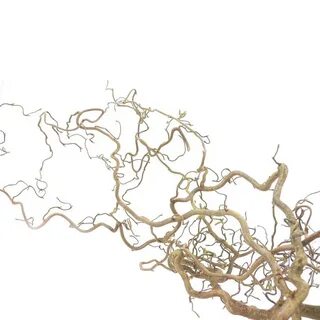 Корилус