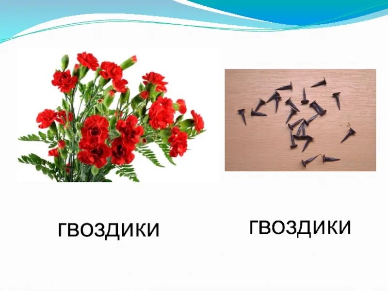 Как пишется гвоздика. Гвоздики гвоздики ударение. Строение гвоздики. Гвоздика омонимы. Замок-замок гвоздики-гвоздики.