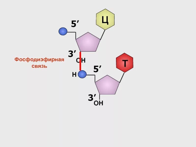 Фосфодиєфирная связь между нуклеотидами. Образование фосфодиэфирной связи между нуклеотидами. 3 5 Фосфодиэфирная связь ДНК. Фосфодиэфирные связи в нуклеиновых кислотах.