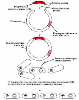 Метод рекомбинантных плазмид последовательность