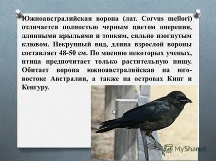 Ворон и сорока разница