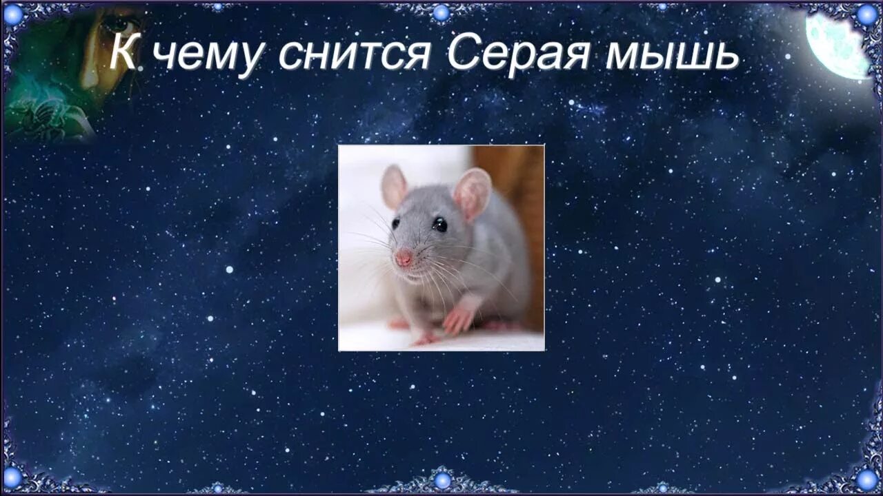 К чему снятся мыши. Видеть во сне мышей. Мыши сонник к чему. К чему снятся мыши во сне. Что значат мыши во снах