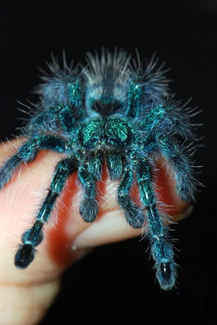 Авикулярия версиколор. Паук Avicularia versicolor. Пульхра птицеед. Птицеед Авикулярия версиколор. Тарантул цена