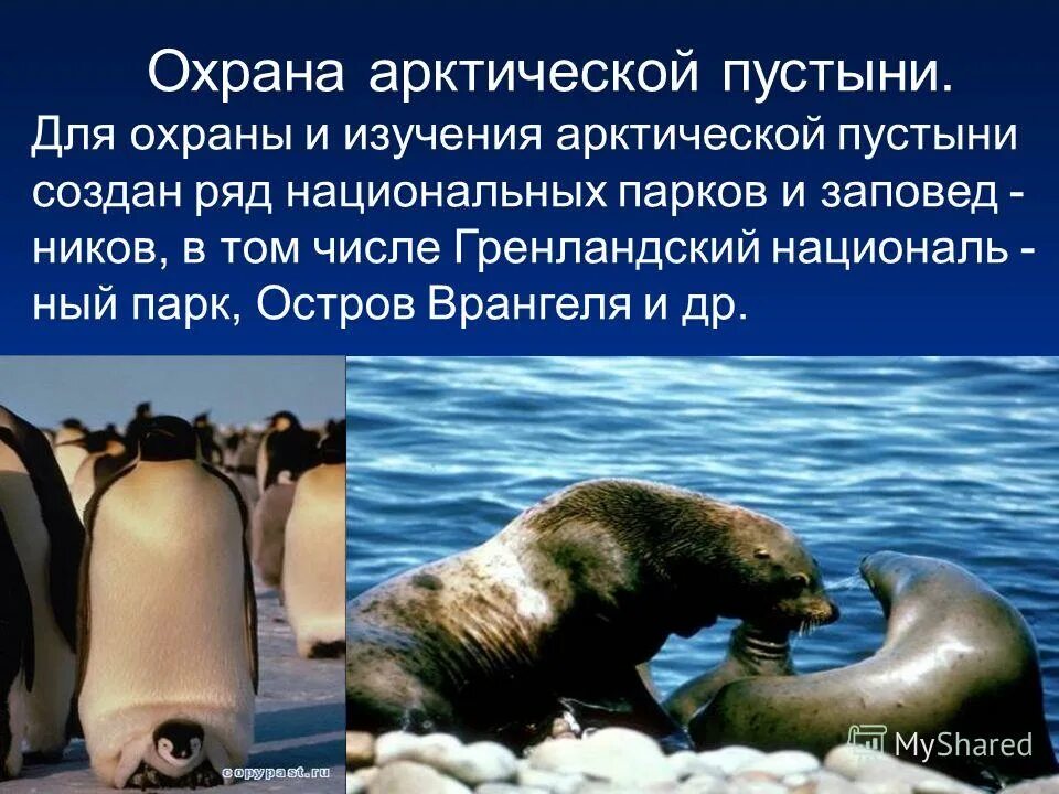 проблемы охраны окружающей среды арктики. экологические проблемы в зоне арктических пустынь. проблемы арктики. проблемы арктики. охрана природы арктики.