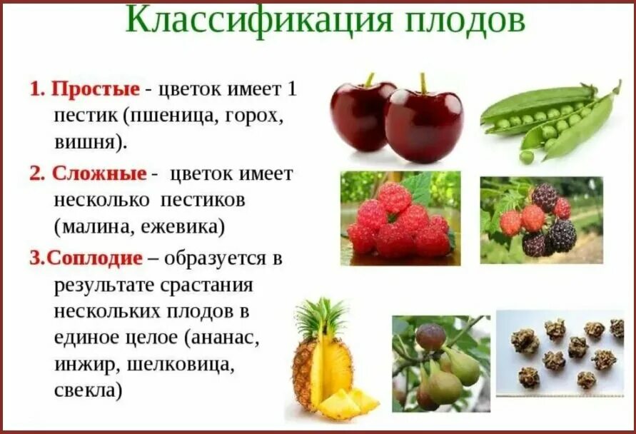 Какие овощи являются ягодами. Плоды, классификация плодов 6 кл биология. Классификация плодов биология 6. Классификация плодов соплодие. Простые и сложные плоды 6 класс биология.