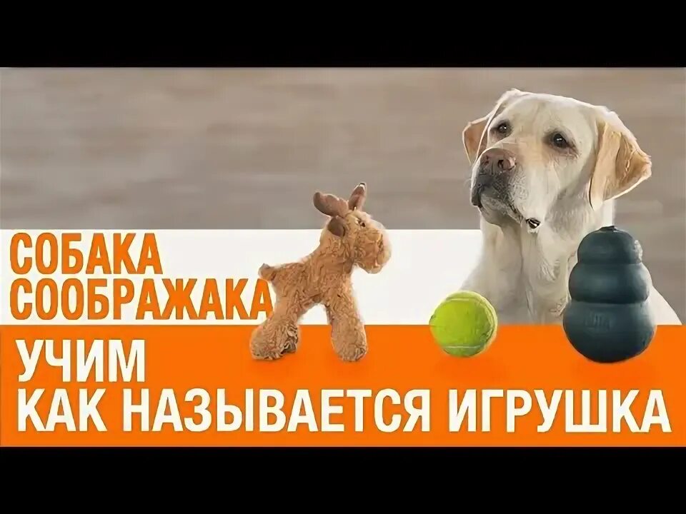 Как научить щенка приносить. Как научить собаку выключать свет.