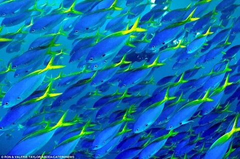 Become fishes