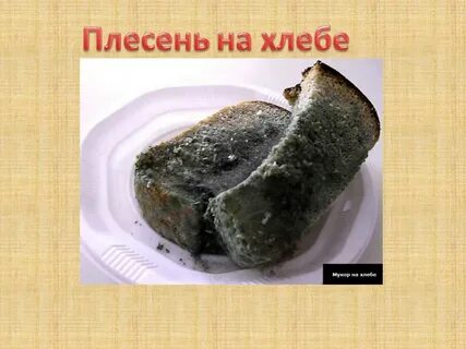 На хлебе образуется плесень