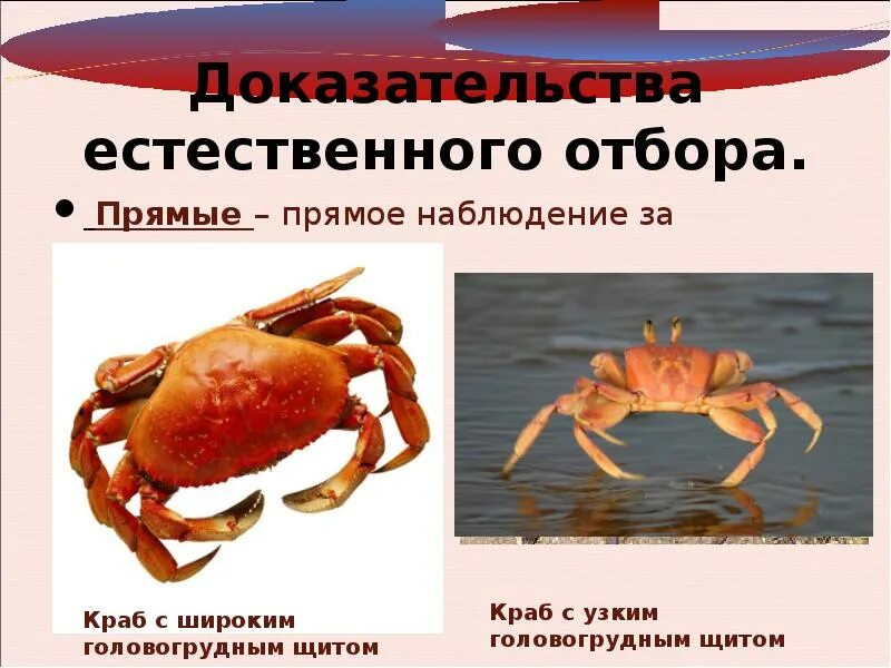 Естественный отбор примеры животных. Краб с широким головогрудным щитом. естественный отбор у людей. отбор людей. эффективность естественного отбора.
