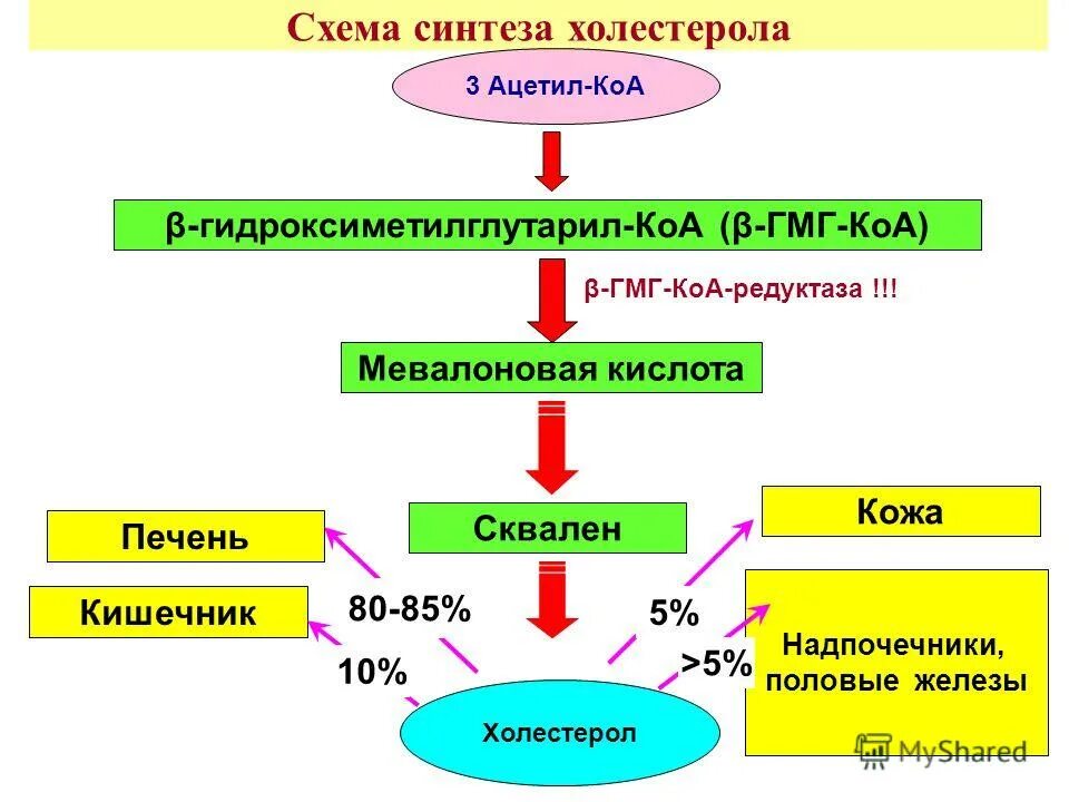 общая схема синтеза холестерина. синтез холестерина схема. гмг биохимия. гмг коа редуктаза синтез холестерина. синтез ацетил коа.