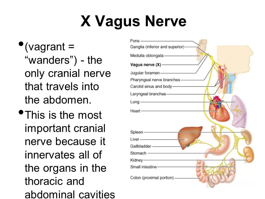 Нерв Vagus схема. Блуждающий нерв Vagus. Нервус вагус блуждающий нерв. Вагус анатомия.