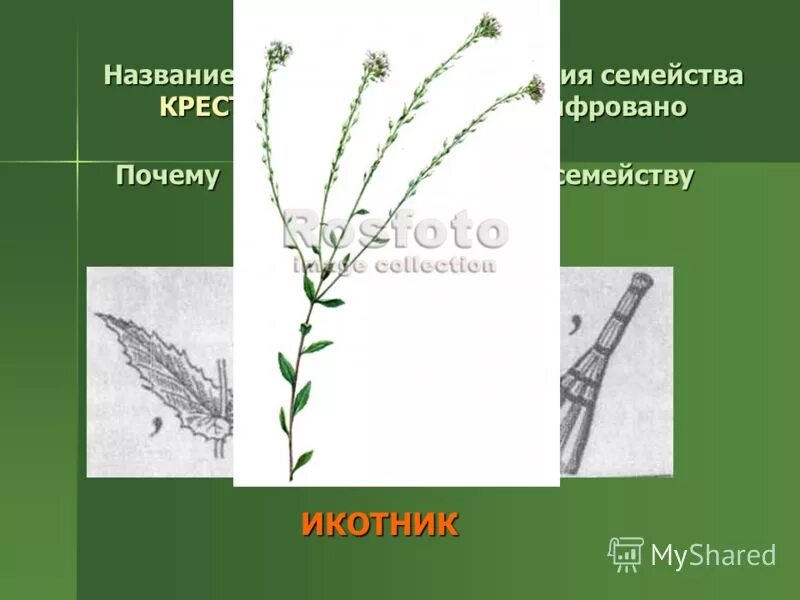 Тип жилкования у крестоцветных. Тип жилкования у крестоцветных