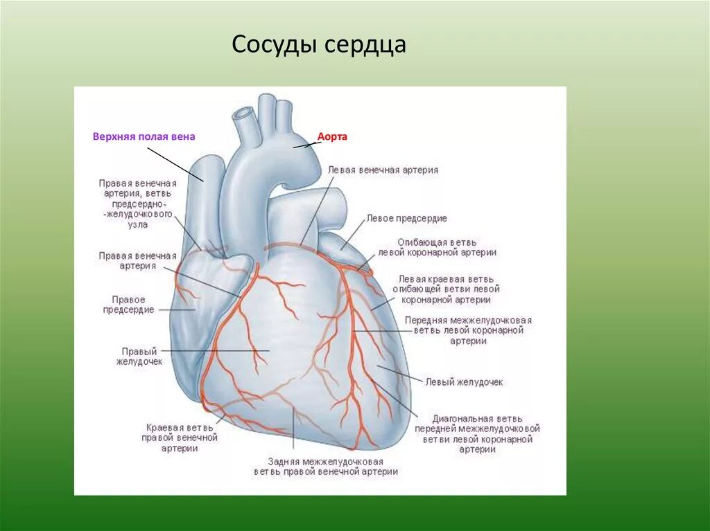 Главные сосуды сердца. Строение артерий сердца. строение сердца коронарные сосуды. сосуды сердца анатомия схема. вены сердца анатомия кровоснабжение.
